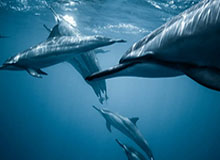 美智库妄称中国大陆通过“攻击”台湾实现统一将付出多重代价,国台办答澎湃